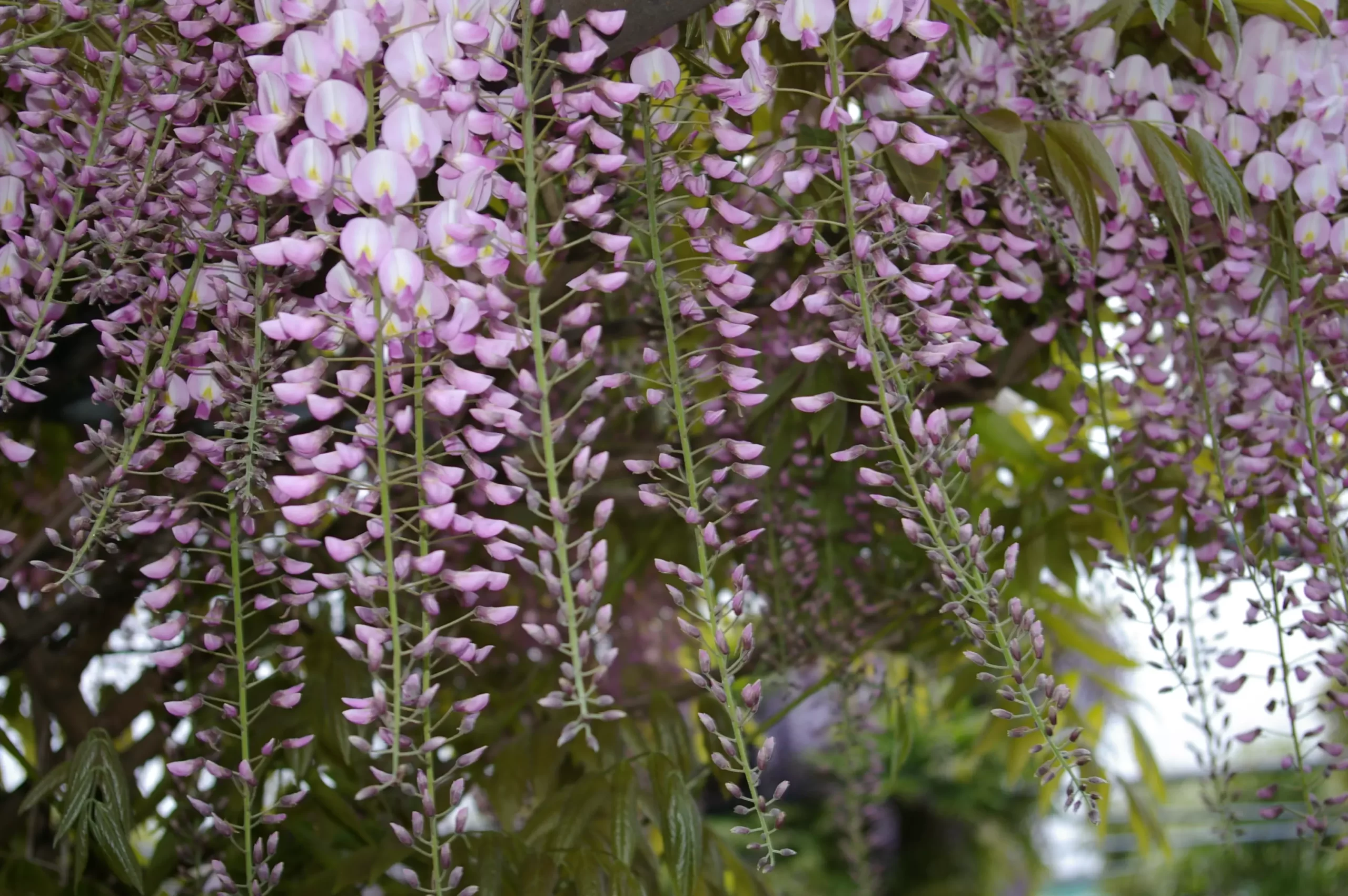 Wisteria varieties - Wisteria Nursery